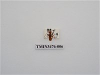 藏品(長角姬天牛)的圖片